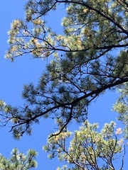 Pinus serotina