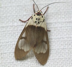 Amerila crokeri