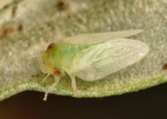 Euphyllura olivina
