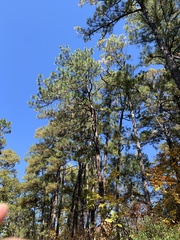 Pinus serotina