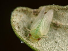 Euphyllura olivina