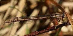 Platycnemis acutipennis
