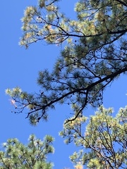Pinus serotina