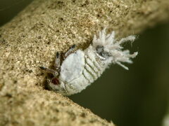 Euphyllura olivina
