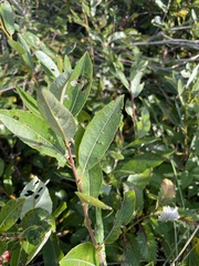 Salix hookeriana