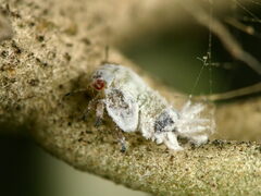 Euphyllura olivina