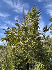 Juglans major