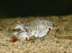 Euphyllura olivina