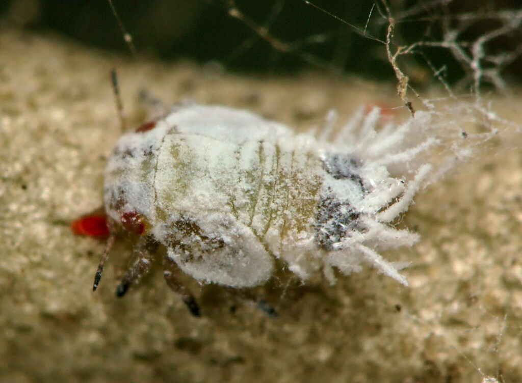 Olive psyllid