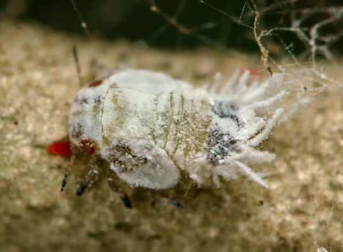 Olive psyllid
