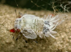 Euphyllura olivina