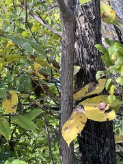 Juglans major