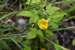 Oxalis frutescens