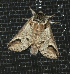 Antithemerastis acrobela