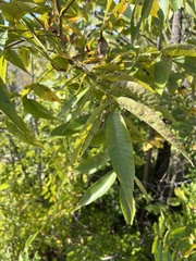 Juglans major