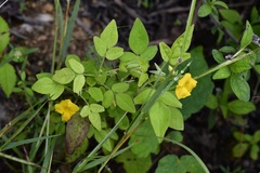 Oxalis frutescens