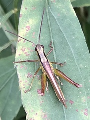 Mecostethus parapleurus