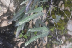 Passiflora mexicana