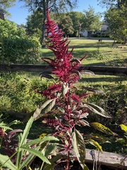 Celosia