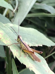 Mecostethus parapleurus