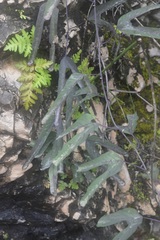 Passiflora mexicana