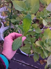Coleus amboinicus