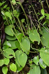 Peperomia lanceolatopeltata
