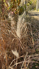 Miscanthus sinensis