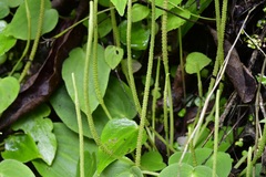 Peperomia lanceolatopeltata