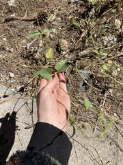 Caryophyllales