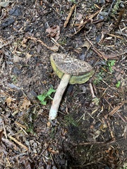 Xerocomellus diffractus