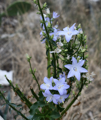 Campanula pyramidalis