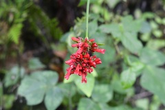 Russelia verticillata