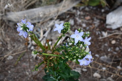 Campanula pyramidalis