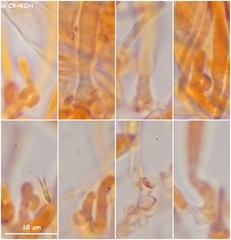 Phaeohelotium carneum