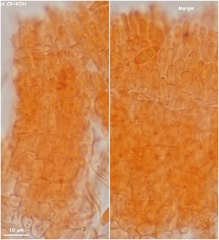 Phaeohelotium carneum