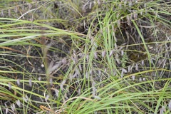 Bouteloua elata