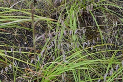 Bouteloua elata