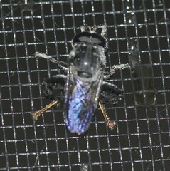 Malometasternum rufocaudatum