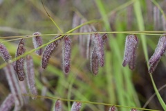 Bouteloua elata