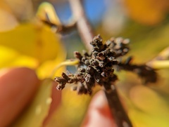 Eriophyes betulae