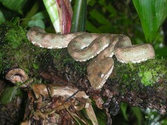 Bothriechis schlegelii