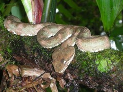 Bothriechis schlegelii