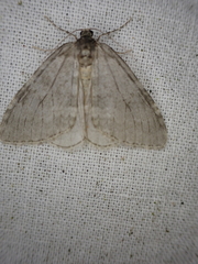 Operophtera fagata