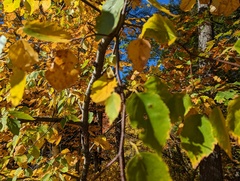 Eriophyes betulae