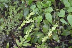 Hebecarpa costaricensis