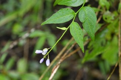 Hebecarpa costaricensis