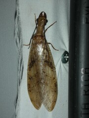 Corydalus flavicornis