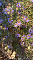 Symphyotrichum oblongifolium