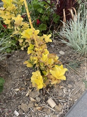 Fremontodendron californicum